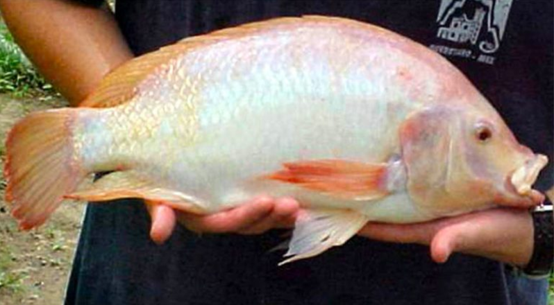 Improved Red Tilapia Variety Developed in Mexico is Now Used Widely Used in Latin America